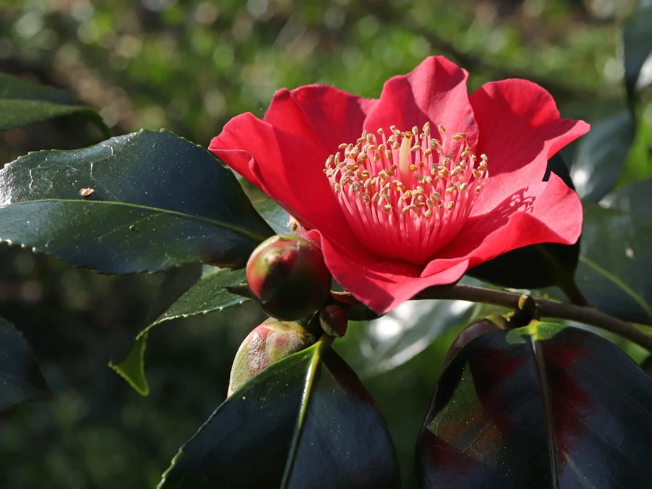 C. japonica 'Takayama'